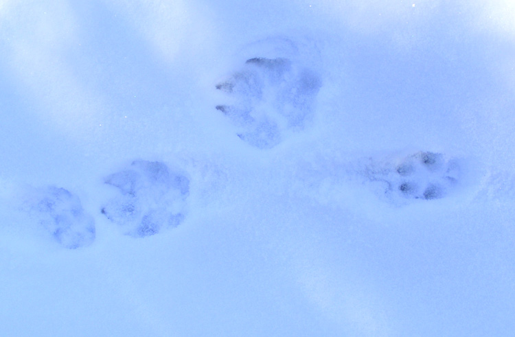 Trittsiegel Und Andere Tierspuren Wolf Fuchs Bar Luchs Marder Dachs Maus Eichhornchen