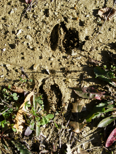 Trittsiegel Und Andere Tierspuren Reh Sau Hase