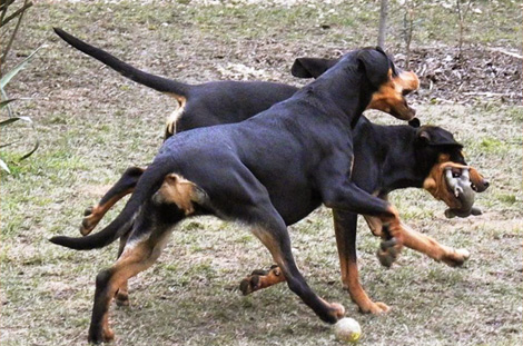 transylvanian hound is a mixed breed