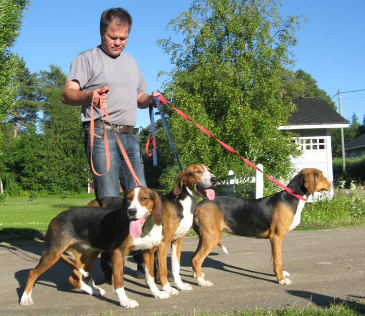 how often should you walk your finnish hound puppy
