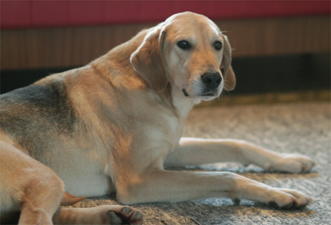 russian hound